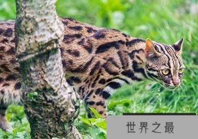 萨凡纳猫是什么猫? 家养豹猫有几种?