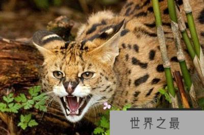 萨凡纳猫是什么猫? 家养豹猫有几种?