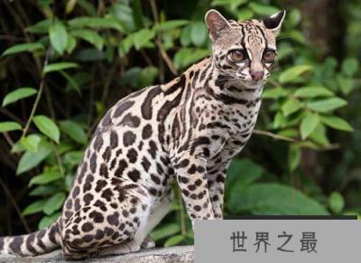 萨凡纳猫是什么猫? 家养豹猫有几种?