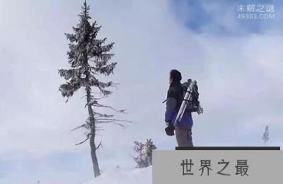 世界最古老树木:9500岁了还在长