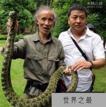 广东韶关现身“蛇中大熊猫”莽山烙铁头蛇