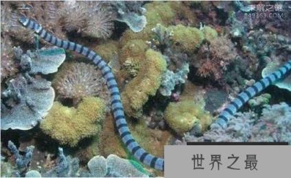 世界上十大最毒海蛇，被贝尔彻海蛇咬后有救吗?