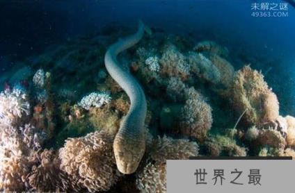 世界上十大最毒海蛇，被贝尔彻海蛇咬后有救吗?