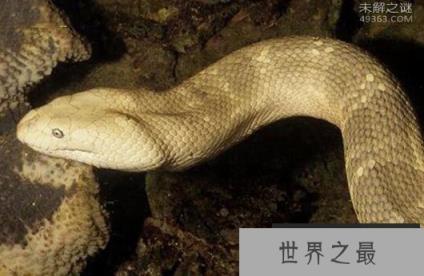 世界上十大最毒海蛇，被贝尔彻海蛇咬后有救吗?