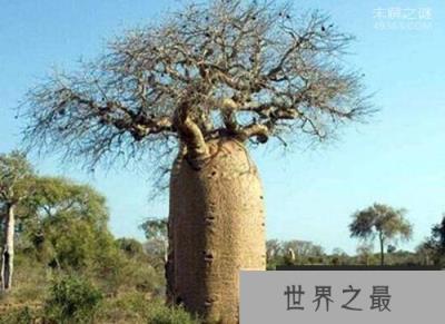 世界上最粗的树：猴面包树