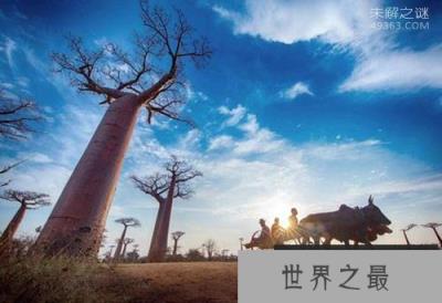 世界上最粗的树：猴面包树