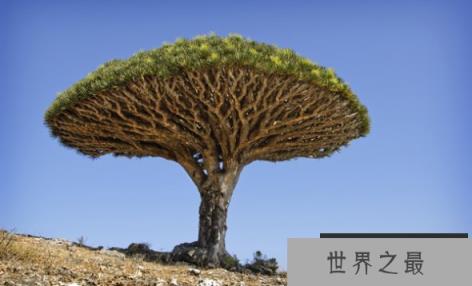 十种生物生存之道 龙血树独特外形收集雨水