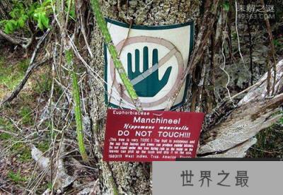 毒番石榴树--世界上最危险的树