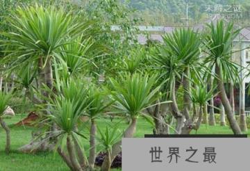 龙血树为什么会被称作是不老松，几百年才能成才