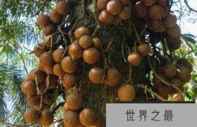 全球最奇怪的十种树, 炸弹树有着和炸弹一样的威力