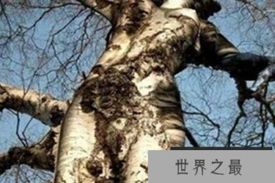 全球最奇怪的十种树, 炸弹树有着和炸弹一样的威力