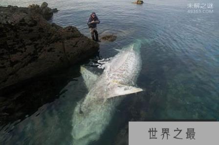 7.62米姥鲨陈尸海面:世界上最大鲨鱼死亡
