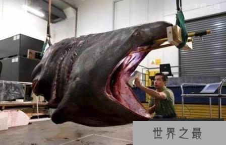 7.62米姥鲨陈尸海面:世界上最大鲨鱼死亡