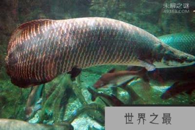 世界上最大的淡水鱼巨骨舌鱼：一亿年前就已经出现