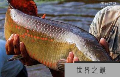 世界上最大的淡水鱼巨骨舌鱼：一亿年前就已经出现