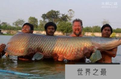 世界上最大的淡水鱼巨骨舌鱼：一亿年前就已经出现