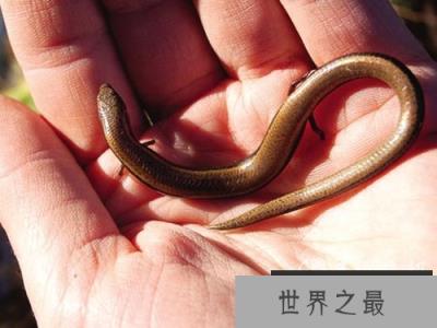 12种最异类的动物：薄荷虾-是雄是雌？