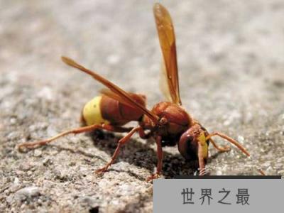 12种最异类的动物：薄荷虾-是雄是雌？