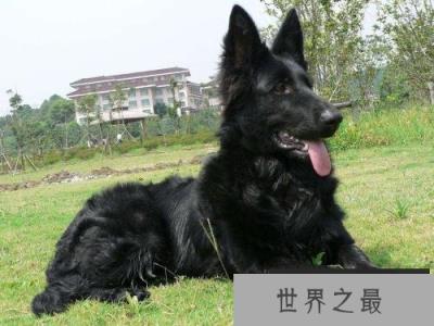 世界十大警犬品种排名，德国牧羊犬居榜首