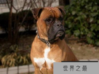 世界十大警犬品种排名，德国牧羊犬居榜首