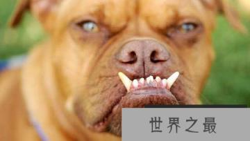 世界上最丑的狗，中国冠毛犬屡获冠军