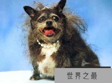 世界上最丑的狗，中国冠毛犬屡获冠军
