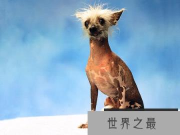 世界上最丑的狗，中国冠毛犬屡获冠军