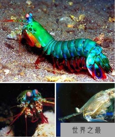 拥有“双重身份”奇特动物螳螂虾，它既是螳螂又是虾