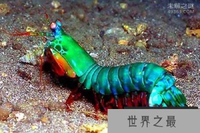 拥有“双重身份”奇特动物螳螂虾，它既是螳螂又是虾