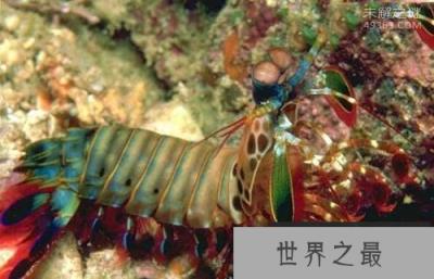 拥有“双重身份”奇特动物螳螂虾，它既是螳螂又是虾
