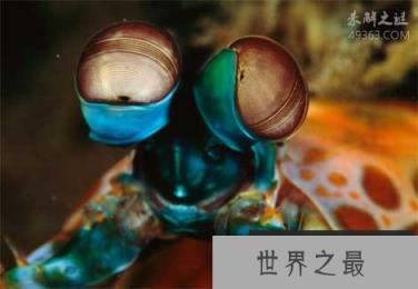 多彩多姿的十大奇特海洋动物，虾虎鱼可在雄性和雌性之间变换