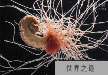 多彩多姿的十大奇特海洋动物，虾虎鱼可在雄性和雌性之间变换