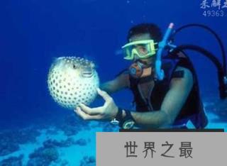 10大危险海洋动物：水母刺伤痛苦与雷击相似