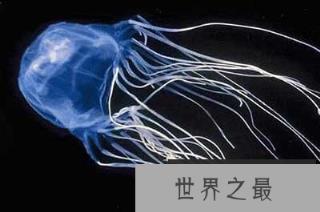 10大危险海洋动物：水母刺伤痛苦与雷击相似