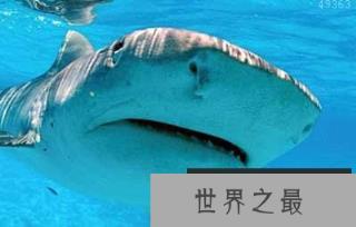 10大危险海洋动物：水母刺伤痛苦与雷击相似