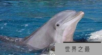 盘点恐怖动物杀手：河豚——毒素能杀死20人