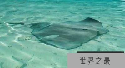 盘点恐怖动物杀手：河豚——毒素能杀死20人