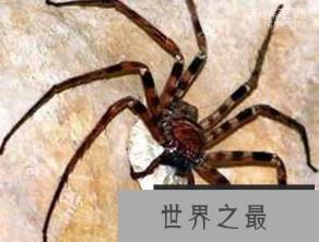 八种超能力蜘蛛 鸟粪蜘蛛是伪装高手