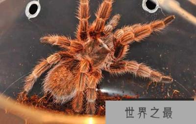 智利火玫瑰蜘蛛，非常最受欢迎的宠物蜘蛛