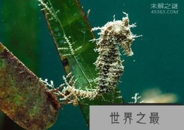 海马“直立”游泳之谜