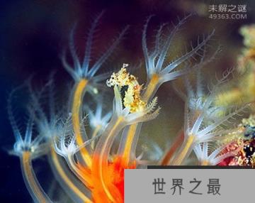 海马“直立”游泳之谜