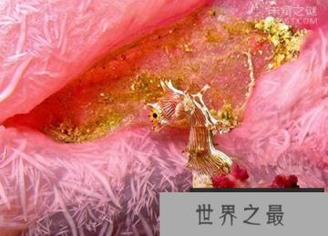 海马“直立”游泳之谜