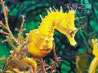 海马“直立”游泳之谜