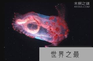 外形最奇特的十种动物，长相怪异对人类并没威胁