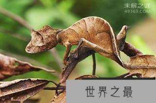 外形最奇特的十种动物，长相怪异对人类并没威胁