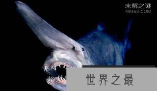 外形最奇特的十种动物，长相怪异对人类并没威胁