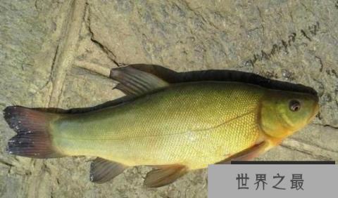 中国十大最贵的淡水鱼,鳇鱼一尾竟要几十万！