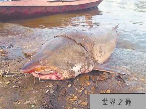 中国十大最贵的淡水鱼,鳇鱼一尾竟要几十万！