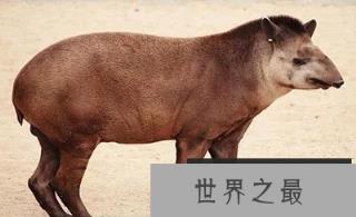 全球十大罕见动物，一种在中国(最大最珍贵的两栖动物)?