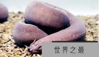 全球十大罕见动物，一种在中国(最大最珍贵的两栖动物)?